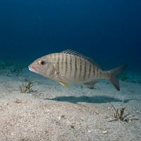Striped Seabream