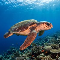 Loggerhead sea turtle with reddish-brown shell and large broad head swimming over a rocky reef in blue water.
