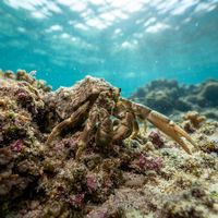 Long-clawed hermit crab with long slender claws peeking from a snail shell on sand.