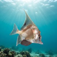 Long-finned Boarfish