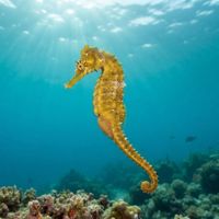 Long-snouted seahorse with a mane of skin filaments clinging to a seagrass blade in dim water.