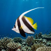 Longfin Bannerfish with bold black and white vertical bands and an elongated white dorsal fin trailing upward, hovering above a coral reef.