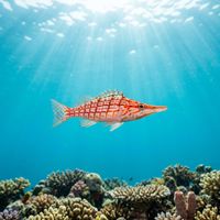 Longnose hawkfish with a distinctive elongated snout and red-and-white grid pattern resting on a sea fan.