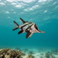 Longsnout Boarfish