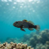 Crested Goby