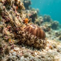 Lurid Cowrie