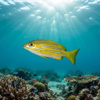 Bengal Snapper