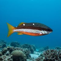 Twospot Banded Snapper