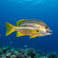 Adult dusky-striped sea-perch with pale gold body and dark horizontal stripes hovering near a coral reef ledge.
