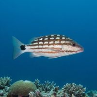 Adult checkered snapper with a checkerboard pattern of pale scales and dark diagonal bars resting near coral reef structure.