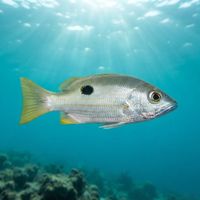 Blackspot Snapper