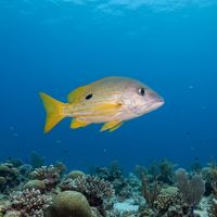 Blackspot Snapper