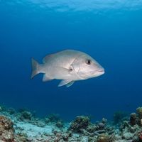 Adult gray snapper with reddish-grey body and dark stripe through the eye hovering near a coral ledge.