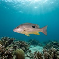 Spotted Rose Snapper