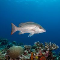 Adult mahogany snapper with silvery-bronze body, dark spot below the dorsal fin, hovering over a Caribbean reef.