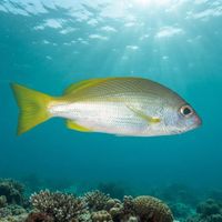 Adult yellowfin snapper with a silvery body and yellow fins hovering near a coral reef.