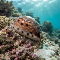 Lynx Cowrie