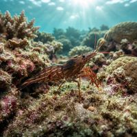 Red Rock Shrimp