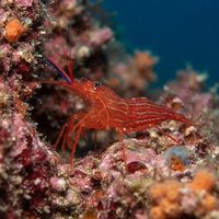 Mediterranean cleaner shrimp with translucent body and red-and-white striping perched on a rocky crevice.