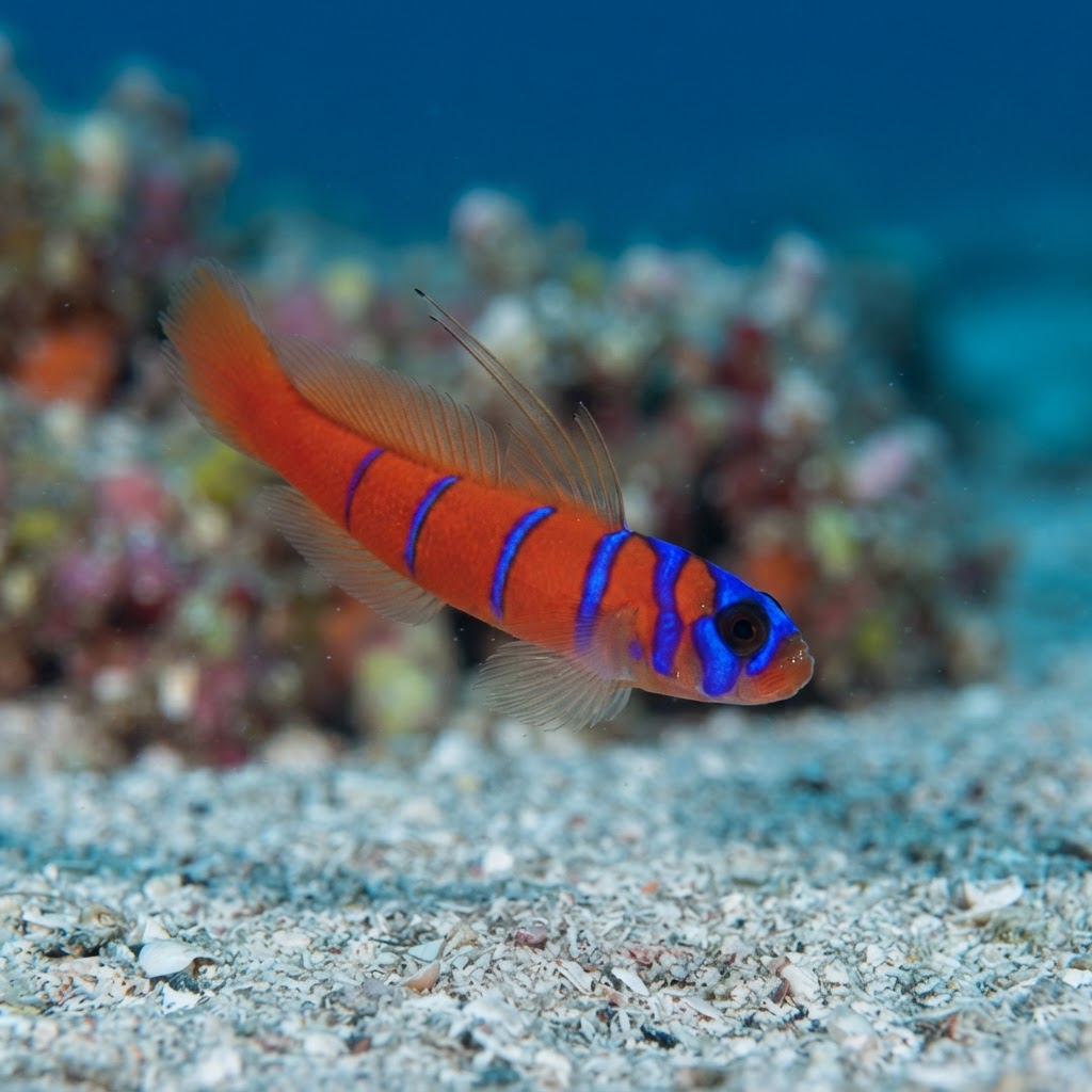 Bluebanded Goby