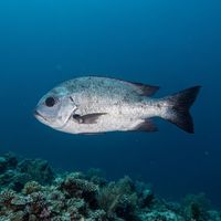 Adult black and white snapper with bold dark and pale bands hovering near a reef drop-off.