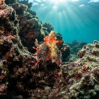 Decorator Crab