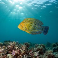 Potter's Wrasse