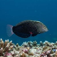 Black Leopard Wrasse