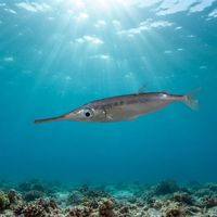 Slender Snipefish