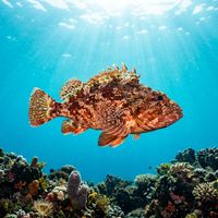 Madeira Rockfish resting on rocky reef, mottled red-brown body with spiny dorsal fin, against dark Mediterranean substrate.