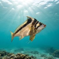 Magpie Morwong