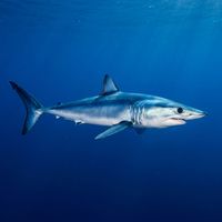 Mako shark with deep blue back, white underside, and pointed snout swimming in open blue water.
