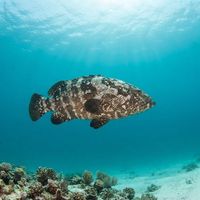 Malabar Grouper