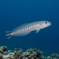 Flagtail Tilefish