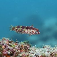 Saddled blenny perched on coral rubble showing mottled tan body and dark saddle-like blotches.