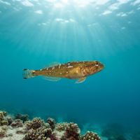 Manacled Sculpin