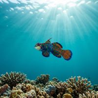 Mandarinfish with vivid blue, orange and green wavy patterning perched on a shallow coral reef.