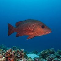 Mangrove Jack (Lutjanus argentimaculatus) underwater