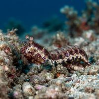 Mantis Shrimp