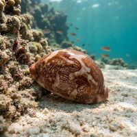 Map cowrie with a glossy brown mottled shell resembling a map, resting on coral rubble at night.