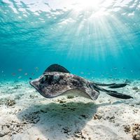 Marble ray with bold dark-and-white marbled patterning resting on a sandy reef floor, viewed from above.