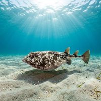 Marbled Electric Ray resting on sandy seabed, showing brown marbled patterning across its rounded disc-shaped body.
