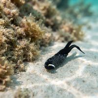 Headshield Slug