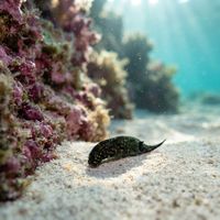 Headshield Slug