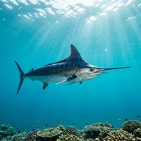 Billfish with elongated bill, tall sail-like dorsal fin, and iridescent blue-silver flanks swimming in open blue water.