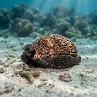 Arabian Cowry