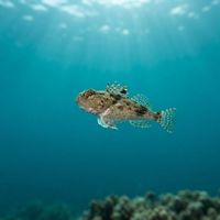 Little Gurnard Perch