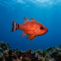 Mediterranean Cardinalfish, a small red-orange fish with large dark eyes, hovering near a rocky cave entrance on a Mediterranean reef.