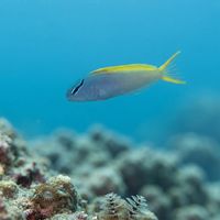 Adult forktail blenny with a blue head, yellow tail, and dark dorsal stripe perched on coral rubble.