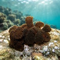 Melibe Coralophilia
